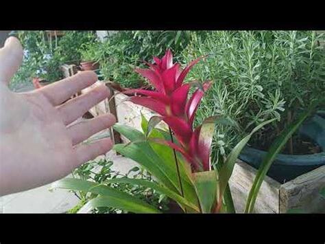 鳳梨花 花語